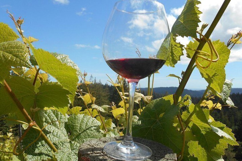 Wine tasting in the vineyard 2