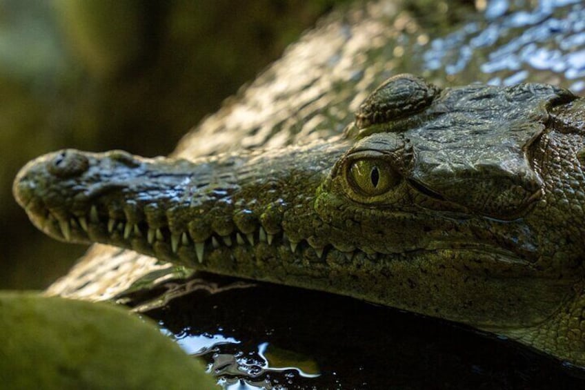 A crocodile partially submerged in water. 2