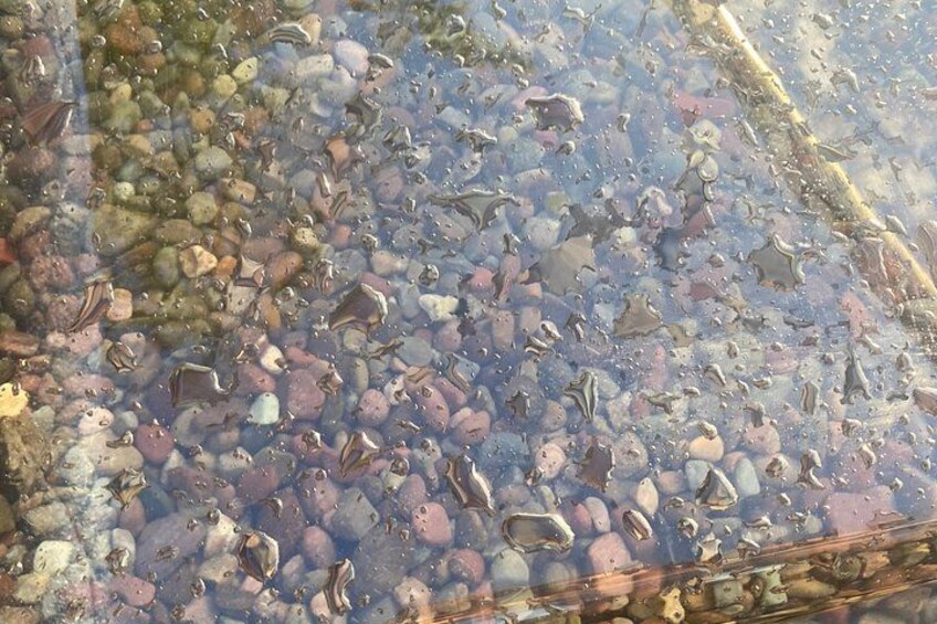 Clear Kayak Rentals for Flathead Lake 2