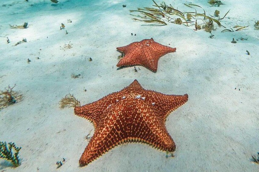Two starfish on a sandy seabed with sparse marine vegetation. 2