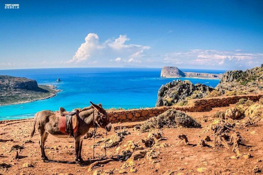 Un burro en terreno rocoso con vista al mar. 2