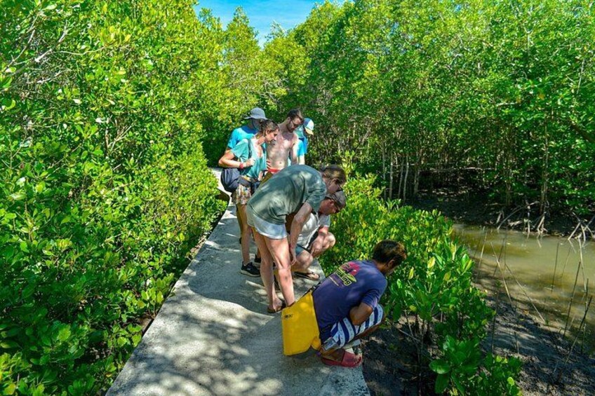 Koh Lanta Mangrove and Monkey Point Longtail Boat Tour 3