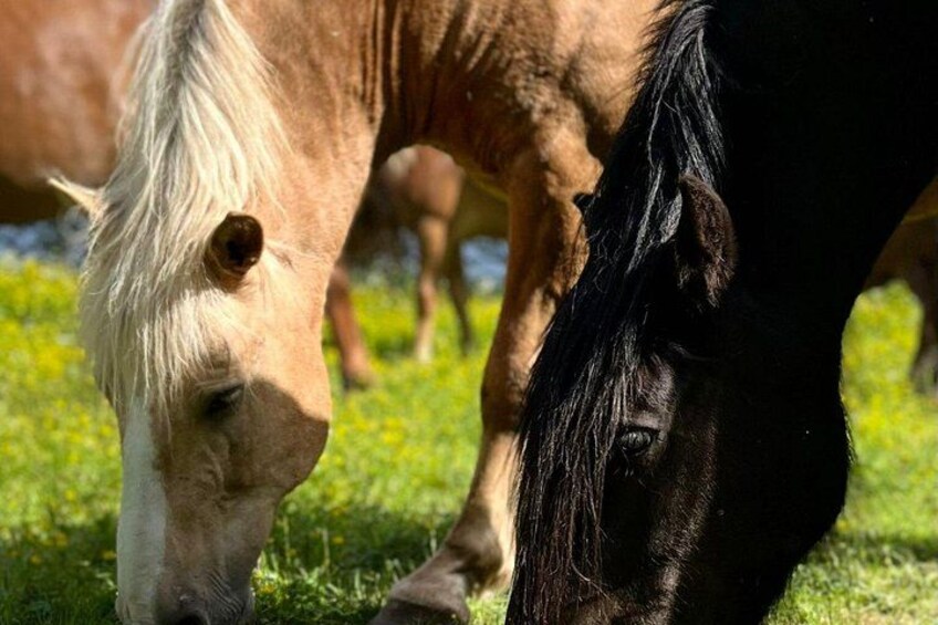 Ein Pferd grast auf einer Wiese. 4
