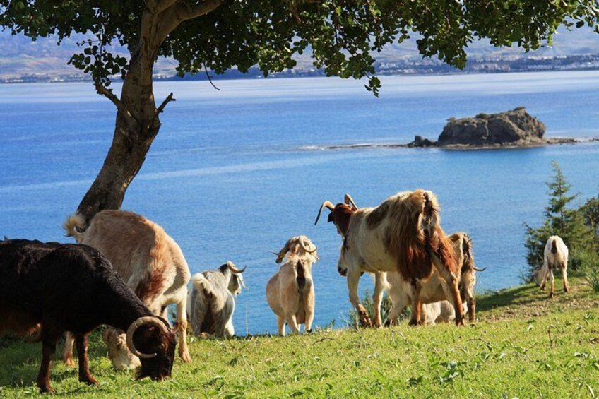 The Akamas Peninsula EcoTour Adventure 1