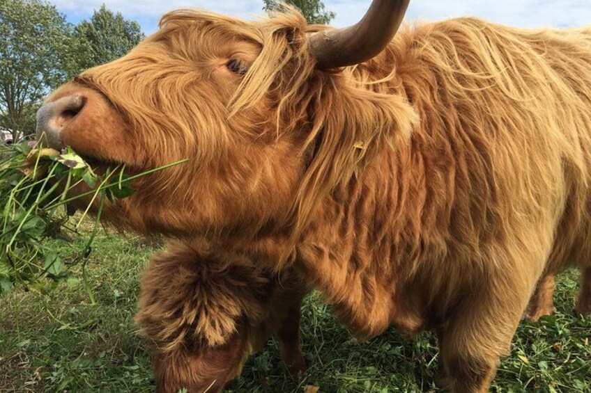 Ein Jak auf einer grasbewachsen Wiese weidet. 3