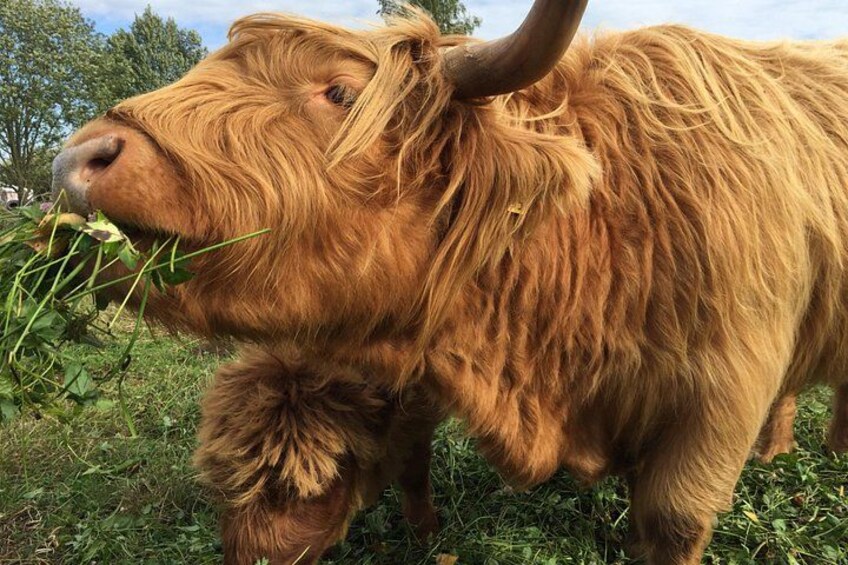Een Hooglandse koe graast in een grasveld. 3