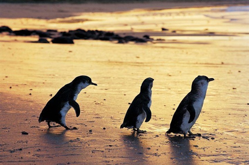 Penguin Parade 1
