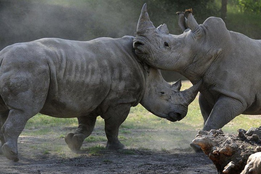 Two rhinoceroses in a natural setting, possibly a zoo or wildlife reserve. 4