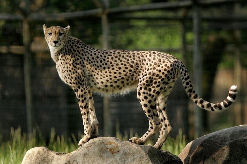 A cheetah standing on a rock in a fenced enclosure. 5