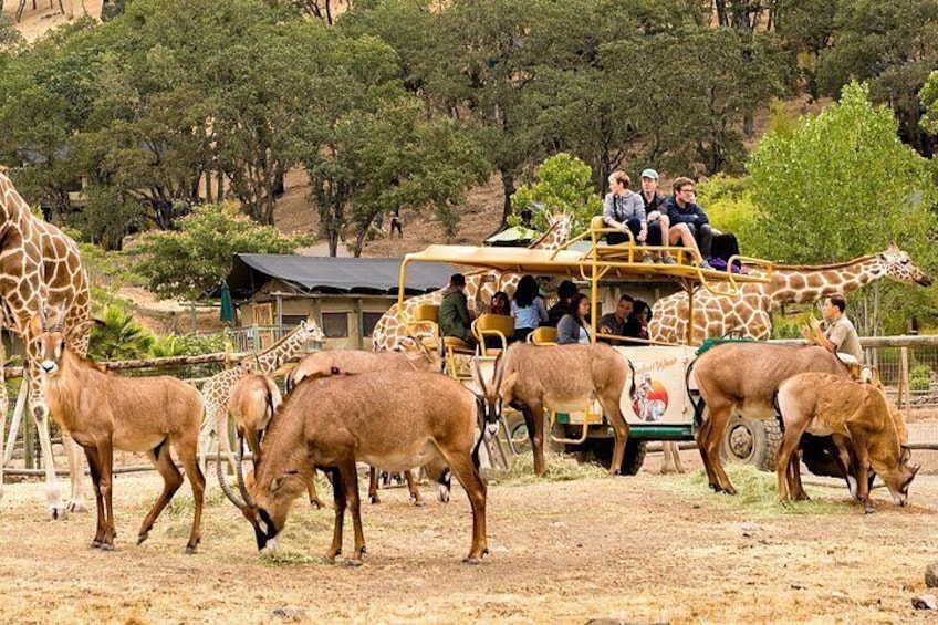 Safari Ride Among Roan Antelope and Giraffe 2