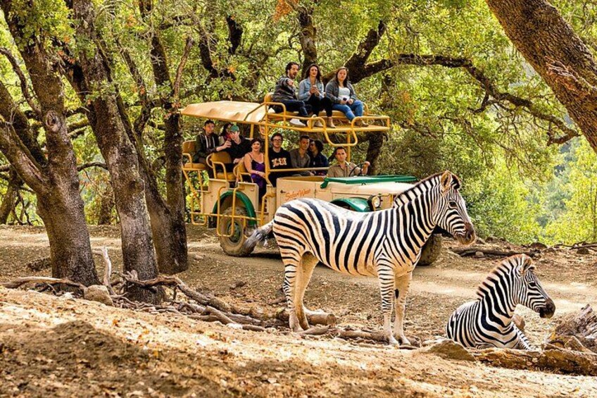 Safari Ride among Zebra 2