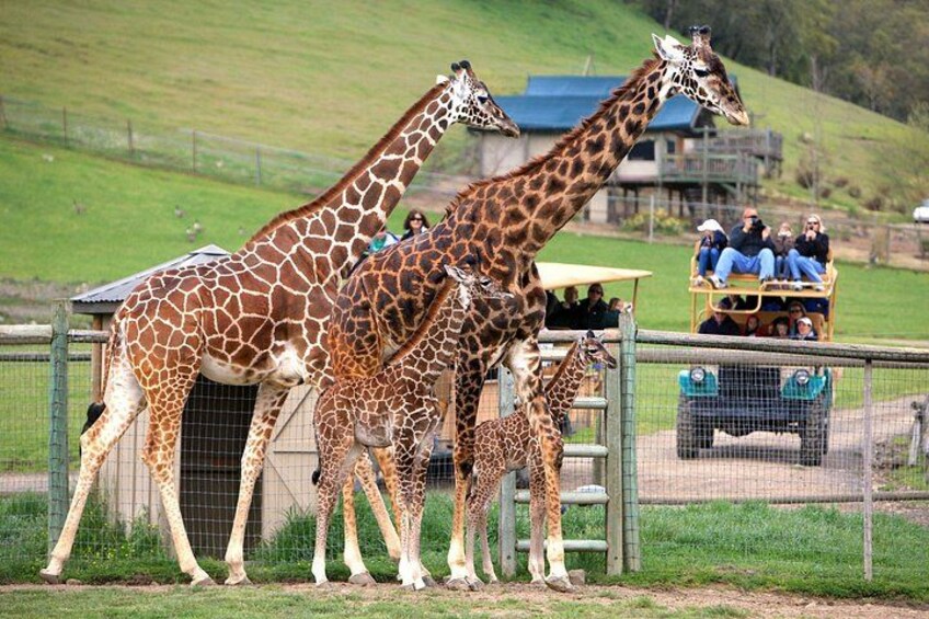 Giraffe 1