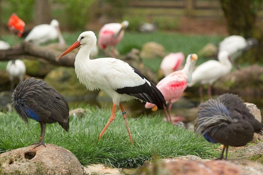 A white stork with a long beak standing on grass near a body of water, surrounded by other birds. 2