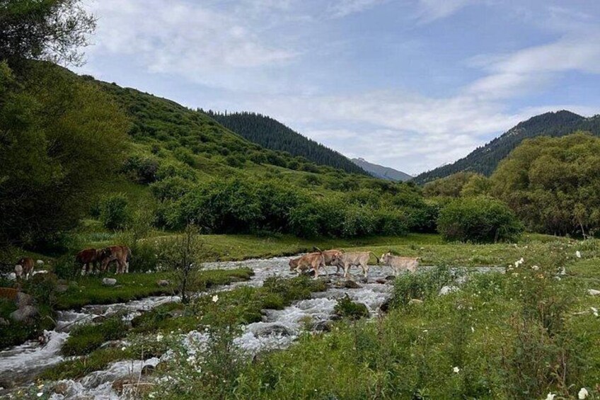 A river flowing through a mountainous landscape with grazing cattle. 2