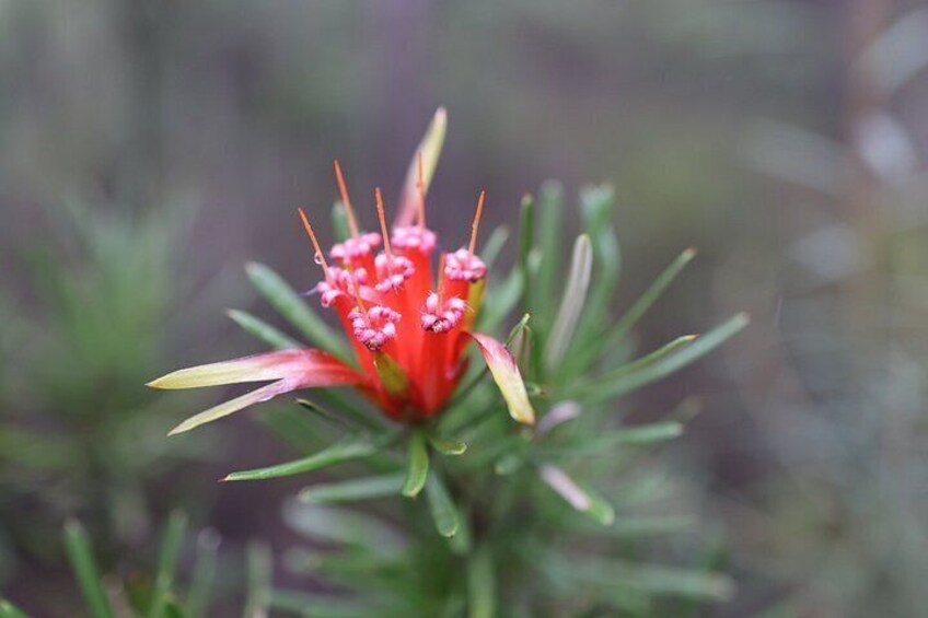 Magic of the mountain devil flower 3