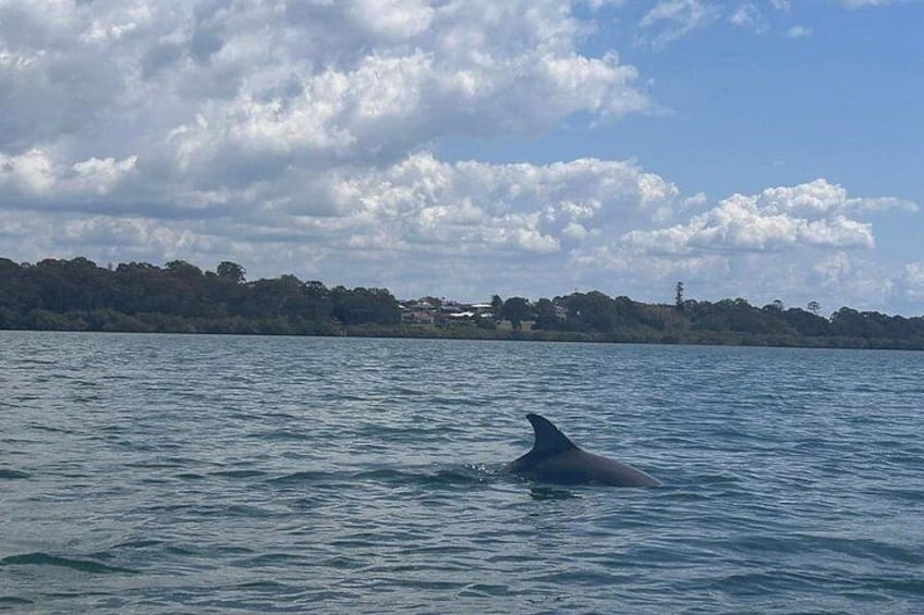 Raby Bay Wildlife Kayak Tour 4