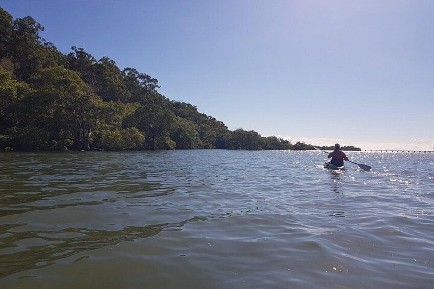 Raby Bay Wildlife Kayak Tour 2