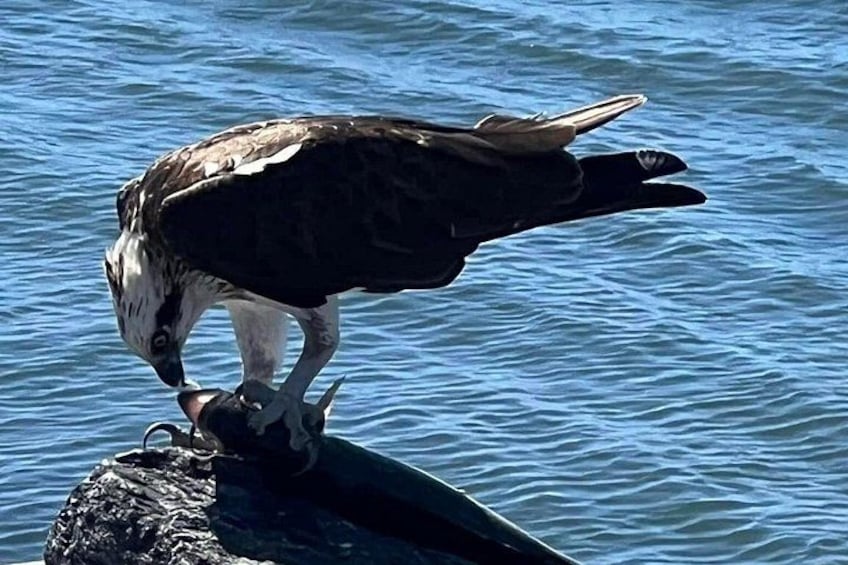 Raby Bay Wildlife Kayak Tour 2