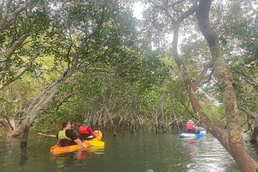 Deux personnes pratiquent le kayak dans une forêt de mangroves. 1