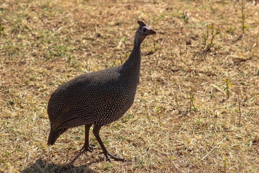 Un oiseau perché sur de l’herbe sèche. 4