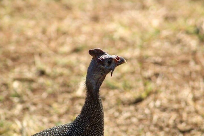Un oiseau au plumage tacheté et au bec rouge. 3