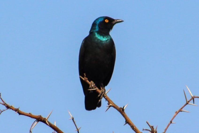 Un oiseau aux plumes bleu et vert iridescentes était perché sur une branche épineuse, se détachant sur un ciel bleu clair. 2
