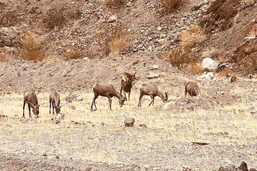 Un groupe de cerfs paissant dans un paysage rocheux et aride. 2