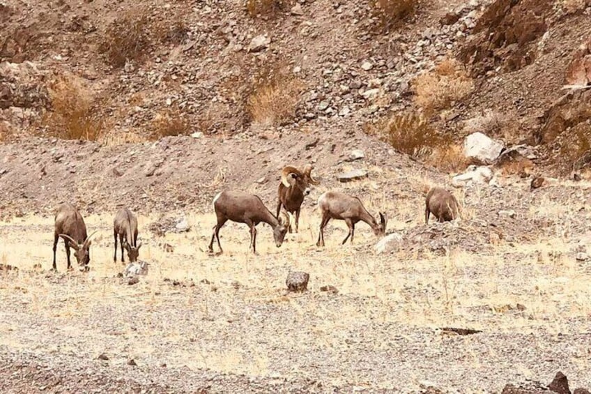 Un grupo de ciervos pastando en un terreno seco y rocoso. 5