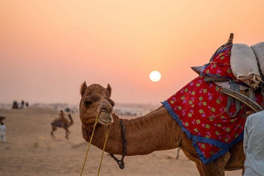 Een kameel met een ruiter in een woestijn tijdens de zonsondergang. 1