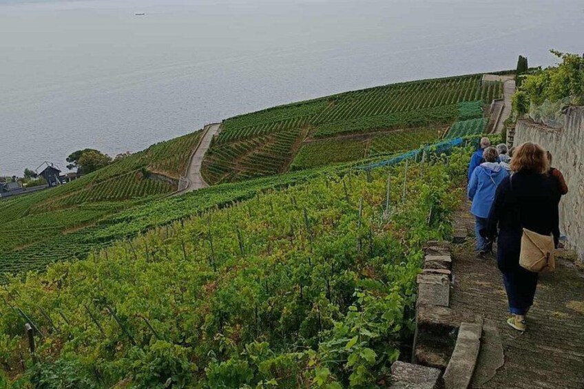 Great Wine Capital Lausanne, winetaste at Lavaux vineyards 4