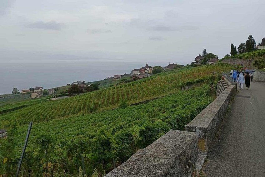 Great Wine Capital Lausanne, winetaste at Lavaux vineyards 3