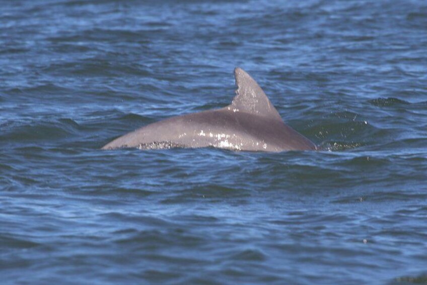 Guided Salt Marsh Kayak Tour 3