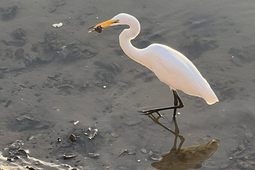 Guided Salt Marsh Kayak Tour 2