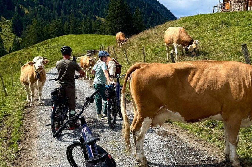 Un sentiero sterrato con ciclisti e mucche in un paesaggio collinare e verdeggiante. 3