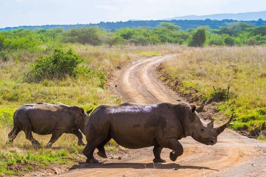 Nairobi National Park Tour Half Day 4