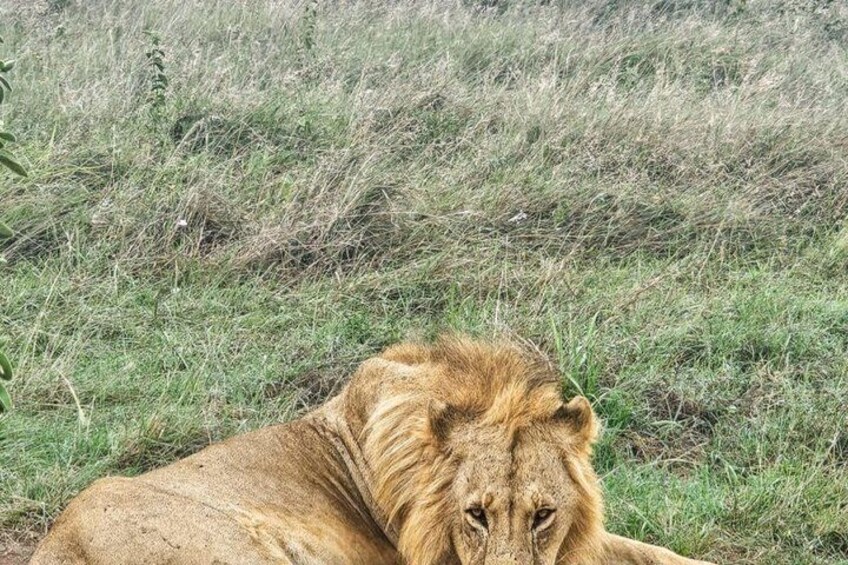 Nairobi National Park Tour Half Day 2