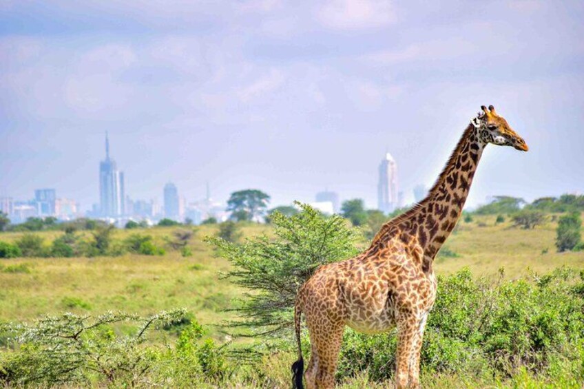 Nairobi National Park Tour Half Day 5