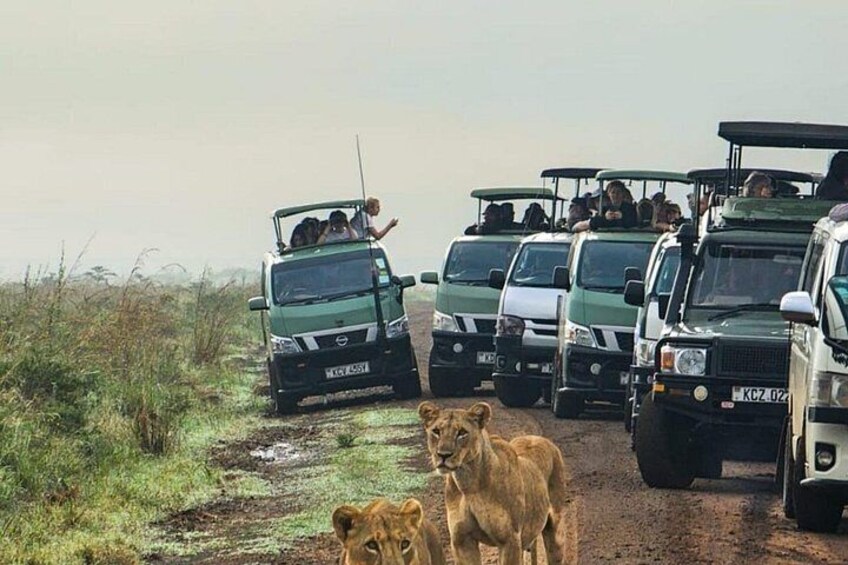 Un véhicule de safari transportant des passagers, une lionne et deux lionceaux, sur une route de terre. 1