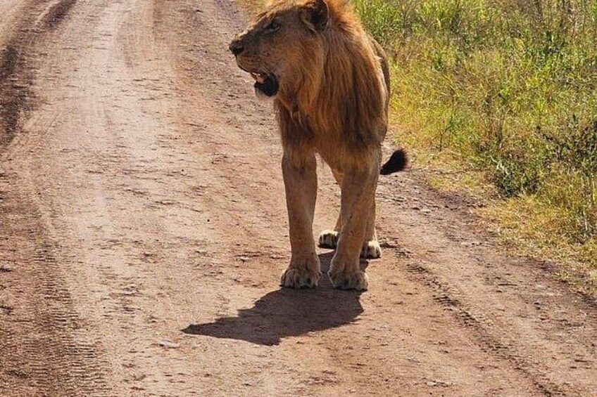 A lion standing on a dirt road. 2