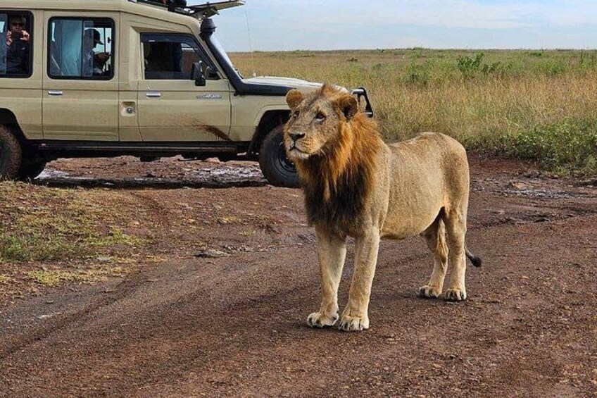A lion standing on a dirt road with a vehicle in the background. 1