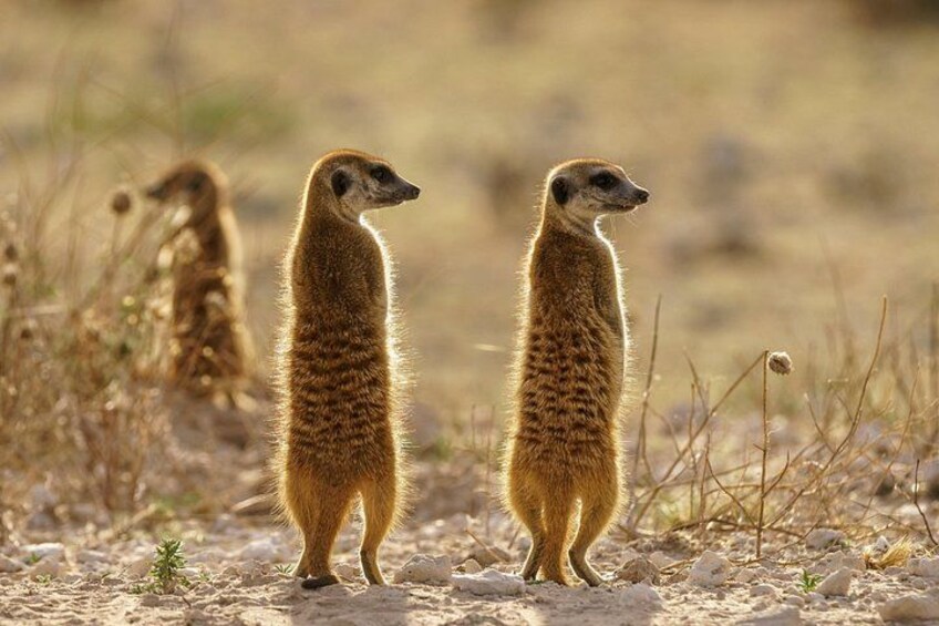 Meerkats standing on a dry, grassy terrain. 4