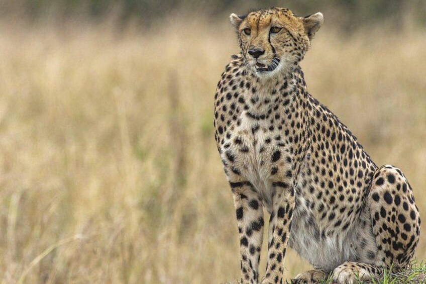 A cheetah sitting in a grassy field. 5