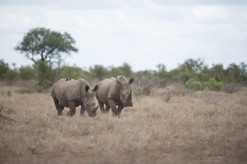 Two rhinos in a dry grassland with sparse trees in the background. 3
