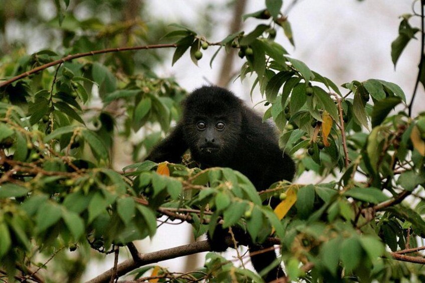 A gorilla in a forested area with dense foliage. 2
