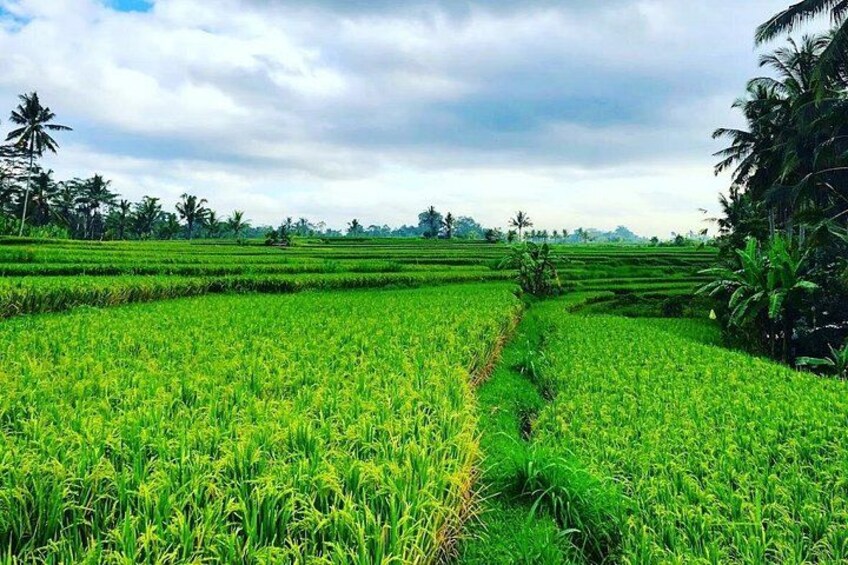A lush green rice paddy field with a narrow path cutting through it, surrounded by palm trees and under a cloudy sky. 4