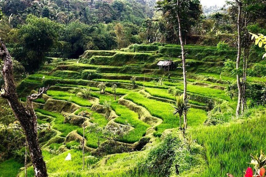 Terraced rice fields with a small hut in the background. 3