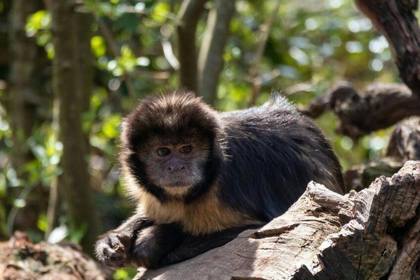 A monkey on a tree branch in a forest. 5