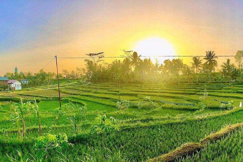 A terraced rice field at sunrise with a church in the background. 1