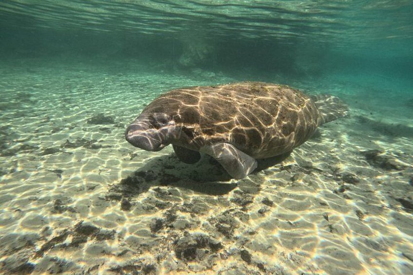 Crystal River Manatee Swim & Snorkel Tour-Small Group Local guide 4