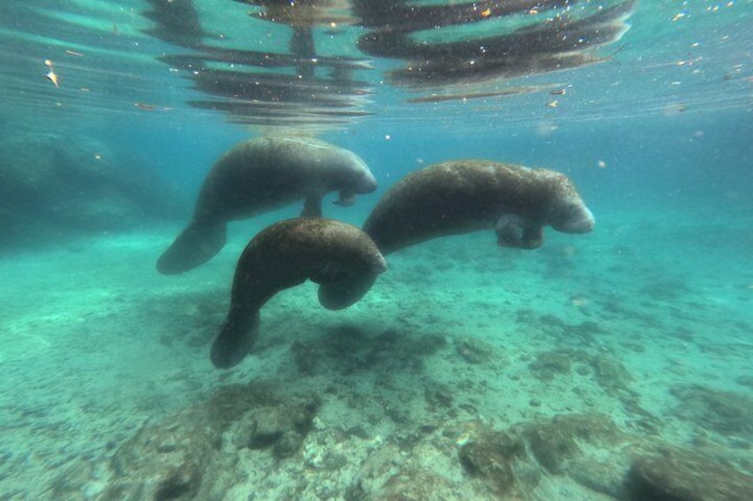 Crystal River Manatee Swim & Snorkel Tour-Small Group Local guide 2
